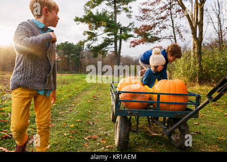 Tre bambini a cavallo su un carro con le zucche in un orto di zucche Foto Stock