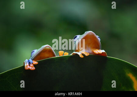 Due Rane di albero su una foglia, Indonesia Foto Stock