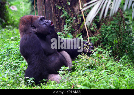 Ritratto di un gorilla argentata nella giungla, Ruanda Foto Stock