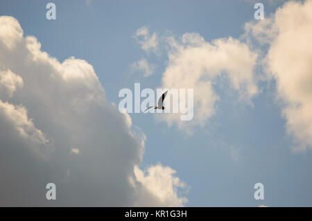 Uccello vola alto nel cielo verso il bianco delle nuvole Foto Stock