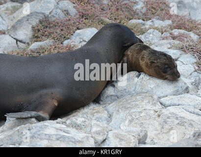 Una femmina di Galápagos Sea Lion (Zalophus wollebaeki) utilizza la sua giovane cucciolo come un cuscino. Isla Plaza Sur, Santa Cruz, Galapagos, Ecuador Foto Stock