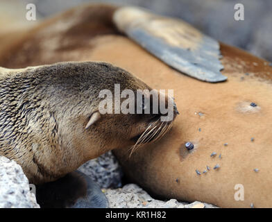 Una femmina di Galápagos Sea Lion (Zalophus wollebaeki) suckles sua giovane cucciolo. Isla Plaza Sur, Santa Cruz, Galapagos, Ecuador Foto Stock