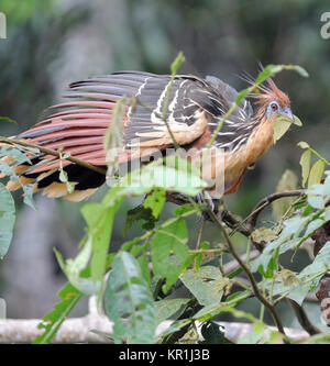 Un hoatzin (Opisthocomus hoazin), stinkbird, Canje fagiano, o maleodoranti turchia mangiare le foglie che costituiscono la parte principale della sua dieta. Yasuni National Foto Stock