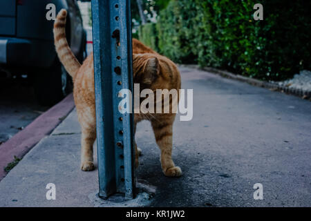 gatto di strada Foto Stock