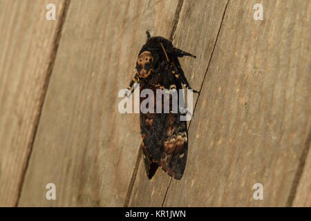 Testa di morto. La grande farfalla appartenente alla famiglia di brazhnik. Foto Stock
