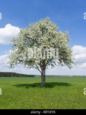 albero di pera in fiore su un prato in paesaggio rurale Foto Stock