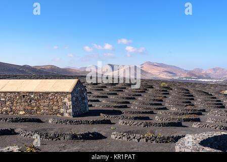 La Geria vigna sul suolo di origine vulcanica, Lanzarote, Isole canarie, Spagna Foto Stock