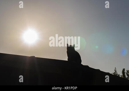 Ombra nera di un gatto sul tetto al tramonto, immagine sbiadita Foto Stock