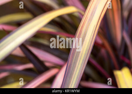 Phormium "bagliore di sera", Hemerocallidaceae, Nuova Zelanda lino, Foto Stock
