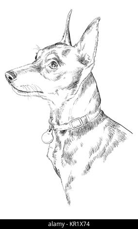 Miniature pinscher vettore di disegno a mano illustrazione in colore nero isolato su sfondo bianco Illustrazione Vettoriale