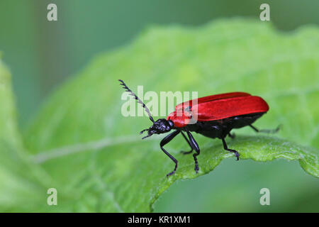 Scarlet firefly pyrochroa coccinea Foto Stock