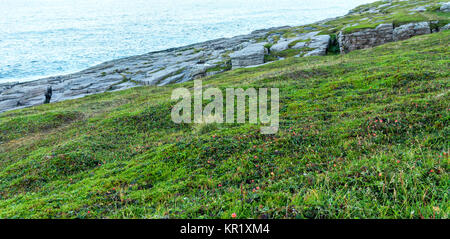 Bacche di rovo maturi sull isola di Mageroya, Norvegia. Cloudberry è commestibile utile settentrionale barry Foto Stock