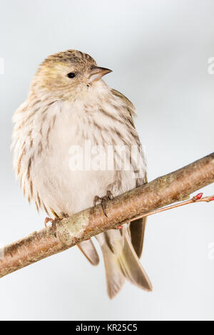 Eurasian lucherino seduto su un ramoscello Foto Stock