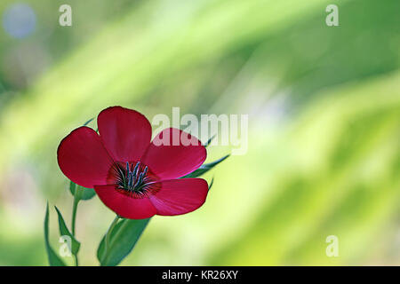 lino rosso linum grandiflorum Foto Stock