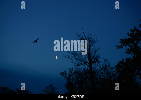 Bird e alberi silhouette con la luna nella parte posteriore Foto Stock