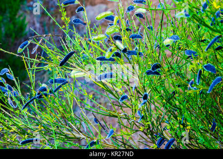 Scopa comune (Cytisus scoparius) frutti maturi. Foto Stock