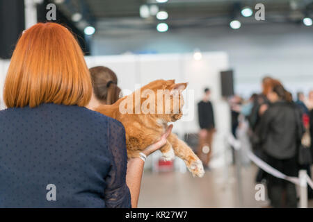 Donna di mani bello e simpatico gatto rosso Foto Stock