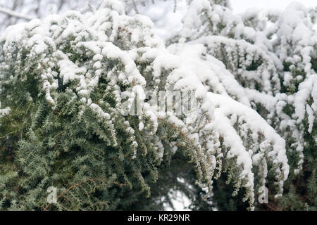 Inverno ricoperti di neve soffice zampe abete rosso Foto Stock