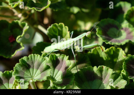 Mantide religiosa (Mantodea) in gerani in giardino Foto Stock