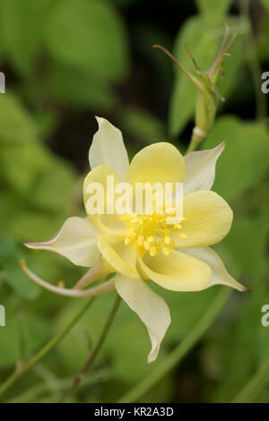 Aquilegia chrysantha Foto Stock