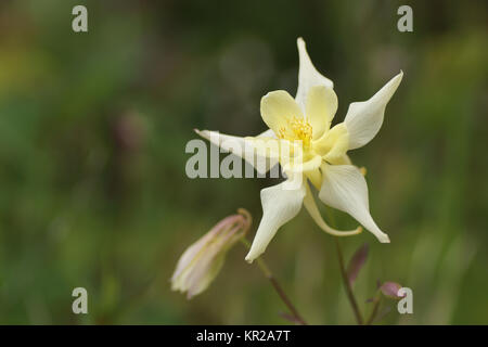 Aquilegia chrysantha Foto Stock