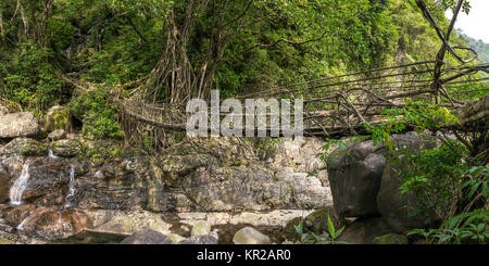 Radici vive vicino a ponte Nongriat village, Cherrapunjee, Meghalaya, India. Questo ponte è formato mediante la formazione di radici di albero negli anni a lavorare a maglia insieme. Foto Stock