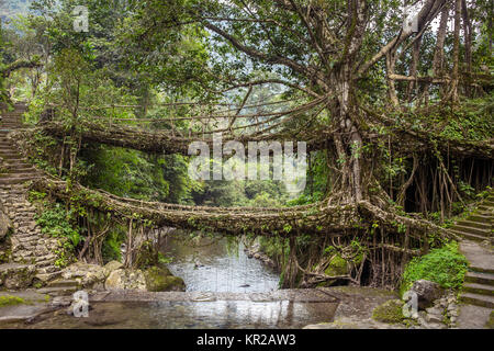 Radici vive vicino a ponte Nongriat village, Cherrapunjee, Meghalaya, India. Questo ponte è formato mediante la formazione di radici di albero negli anni a lavorare a maglia insieme. Foto Stock