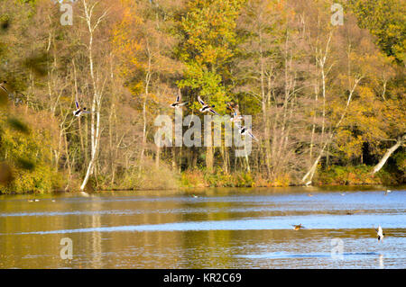 Uccelli in volo sopra il lago di scena naturale Foto Stock