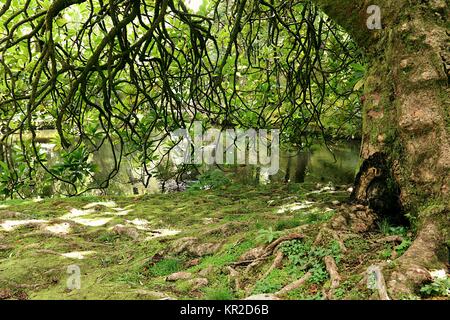 Nelle Azzorre Foto Stock