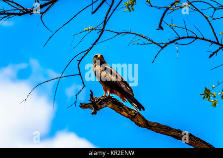 Steppa Poiana appollaiato su un ramo di albero nel Parco Nazionale di Kruger in Sud Africa Foto Stock