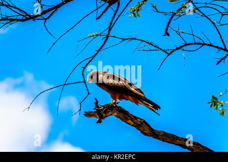 Steppa Poiana appollaiato su un ramo di albero nel Parco Nazionale di Kruger in Sud Africa Foto Stock