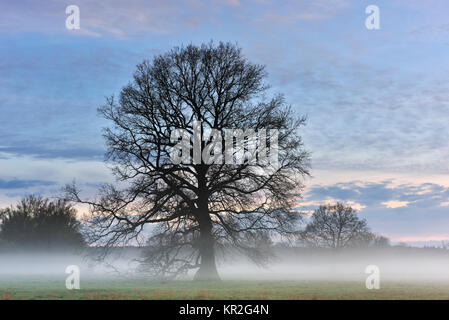 Silhouette di un albero all'alba, alba nella riserva della biosfera dell'Elba centrale, Sassonia-Anhalt, Germania Foto Stock