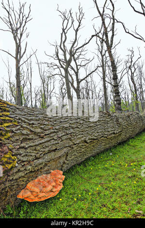 Il pollo del bosco fungo morto nella foresta di querce (Laetiporus sulfurei) Foto Stock