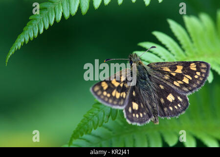 Skipper a scacchi carterocephalus palaemon su fern frond Foto Stock