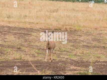 Culbianco cervi in stato di Washington Foto Stock
