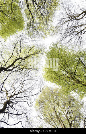 Faggio tettoia, Hampshire, Inghilterra Foto Stock