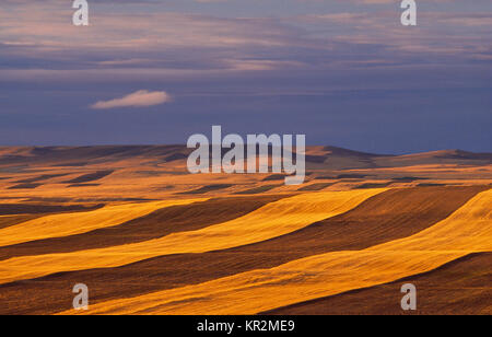 La luce del tramonto su raccolte di campi di grano vicino al banco di taglio, montana Foto Stock
