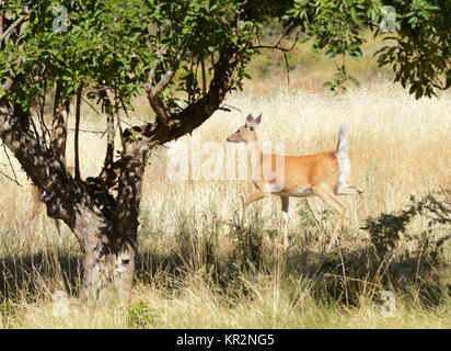 Urbanizzata White-tailed deer (Odocoileus viginianus) Foto Stock