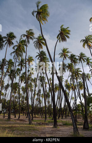 Kapuaiwa Coconut Grove è uno degli ultimi royal cocco boschetti in Hawai'i. Re Kamehameha IV aveva un migliaio di palme di cocco piantati per onorare il suo w Foto Stock