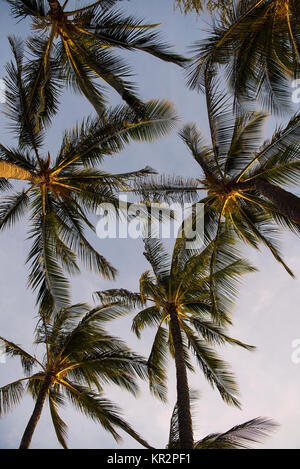 Cielo della Palma Foto Stock