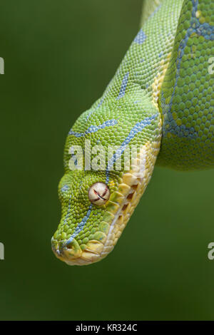 Green Tree Python (Morelia viridis) appesi sul ramo in attesa di prede. Foto Stock