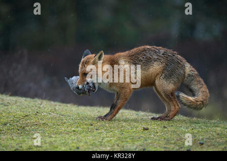 Red Fox / Rotfuchs ( Vulpes vulpes ) con la preda nel suo muso, afferrato un piccione (?) con le sue ganasce, giorno di pioggia in caso di maltempo, la fauna selvatica, l'Europa. Foto Stock