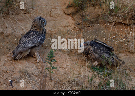 Gufo reale (Bubo bubo ), arroccato in pendenza di una buca di sabbia, uno è in possesso di un pezzo di preda nella sua talons ", litigi, fauna selvatica, l'Europa. Foto Stock