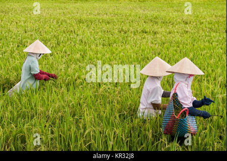 Il vietnamita le donne lavorano in una risaia nel delta del Mekong vicino a Vinh Long. Il delta del Mekong è un importante destinazione turistica per sperimentare il Vietnam rurale. Foto Stock