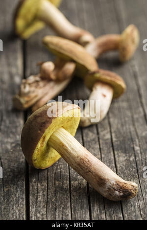 Fresco di funghi di bosco con funghi porcini. Foto Stock