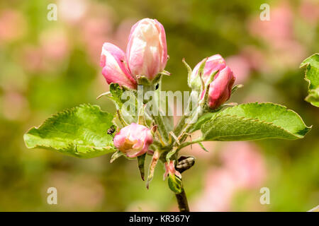 Fiore rosa Foto Stock