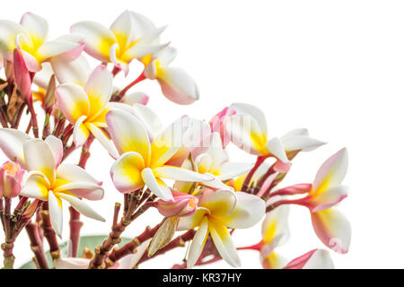 Close up Lan thom flower su bianco Foto Stock