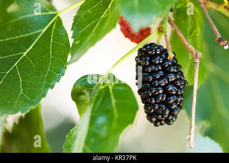 Mature Black Berry su Morus tree close up Foto Stock