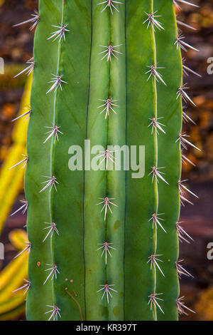 Cactus verde. succulenta. vista macro Foto Stock