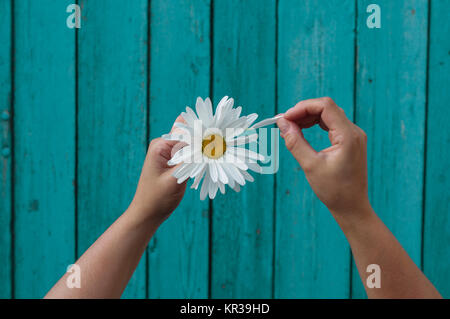 Due mani umane lacrime off petali di fiori di camomilla Foto Stock